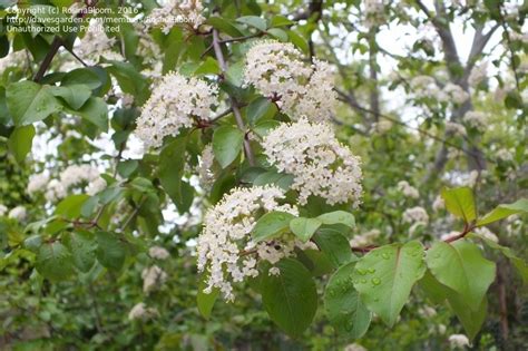 white flowering tree identification chart.